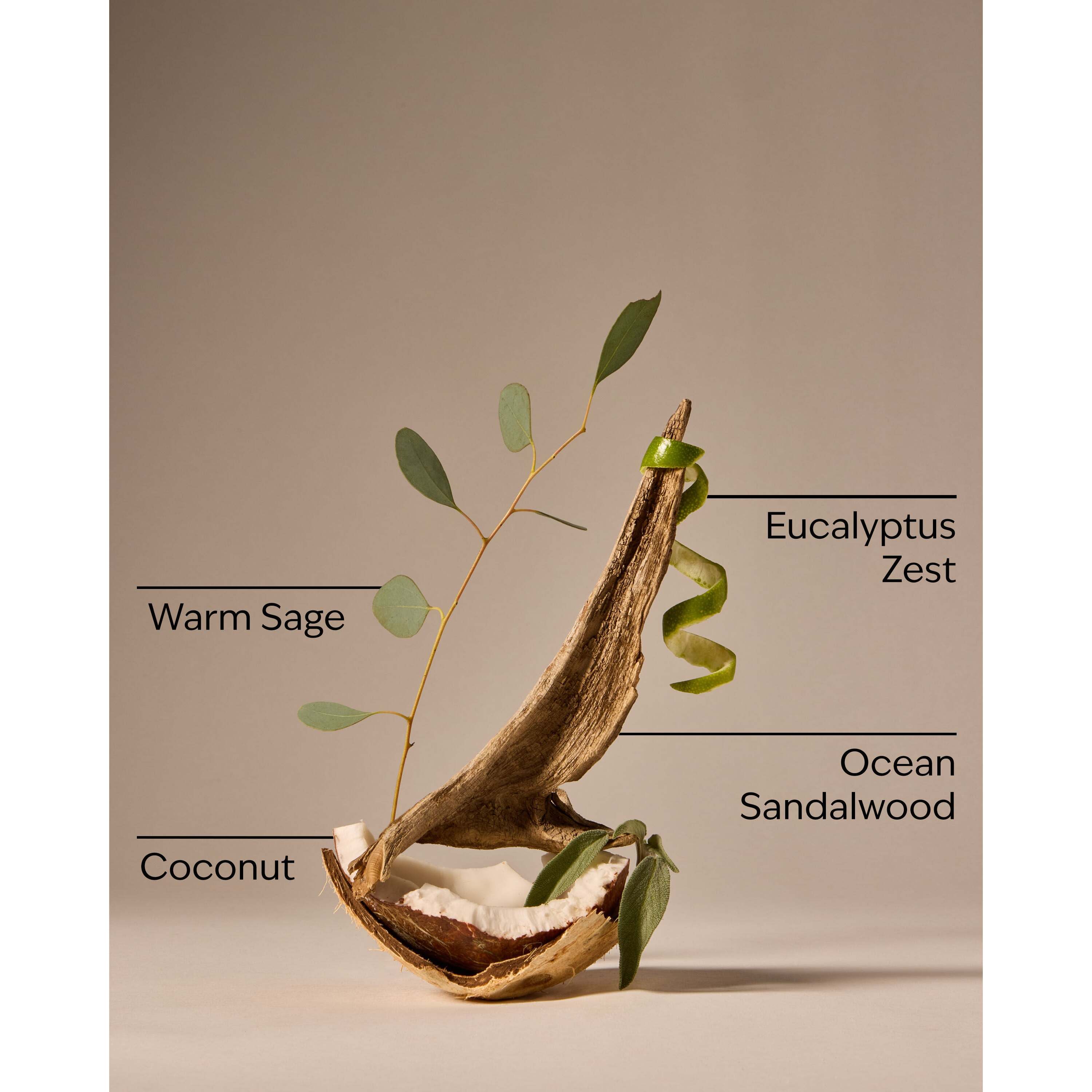 Warm Ocean Breeze Wallflowers Refills 2-Pack - Image 3