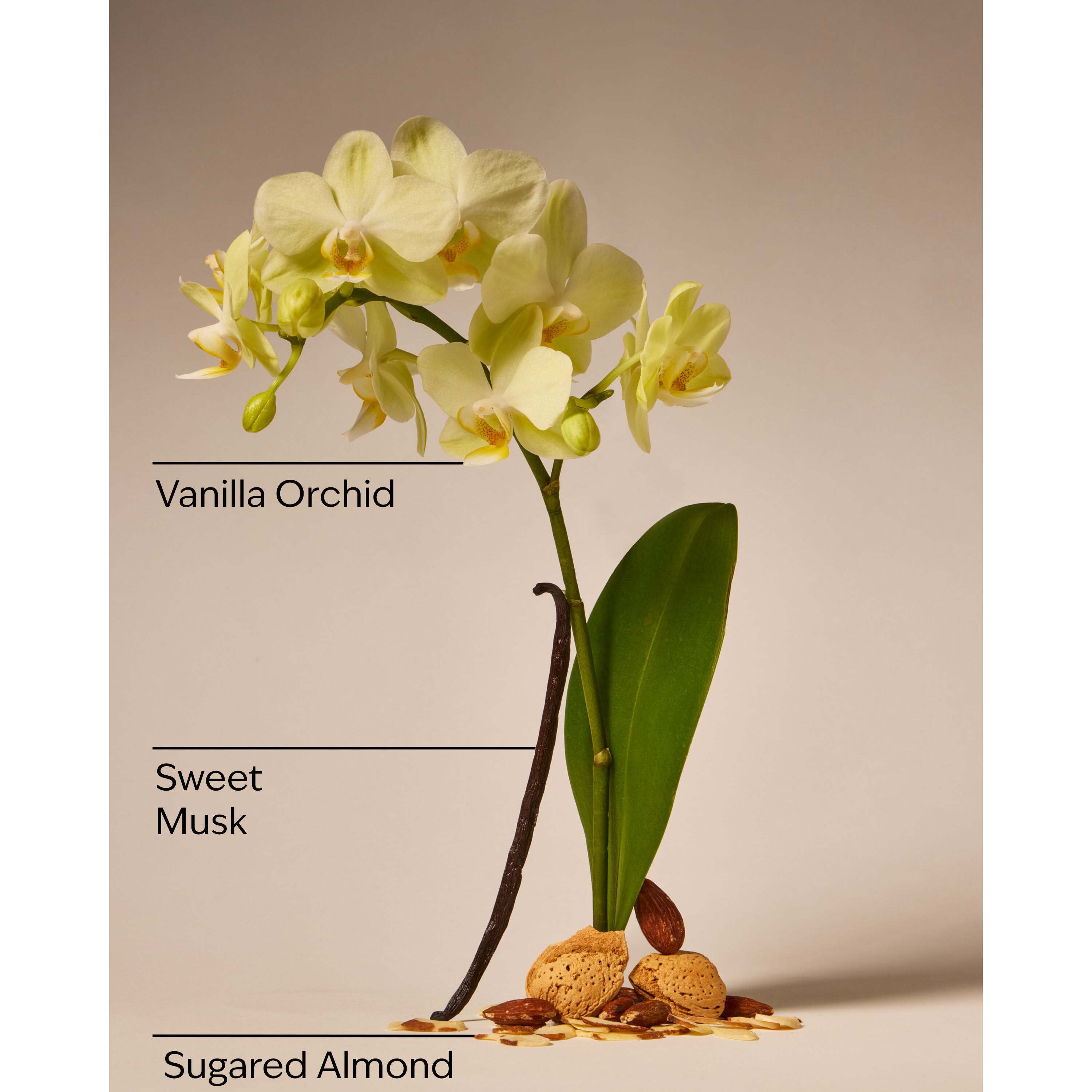 Cozy Vanilla Almond Gentle & Clean Foaming Hand Soap - Image 3