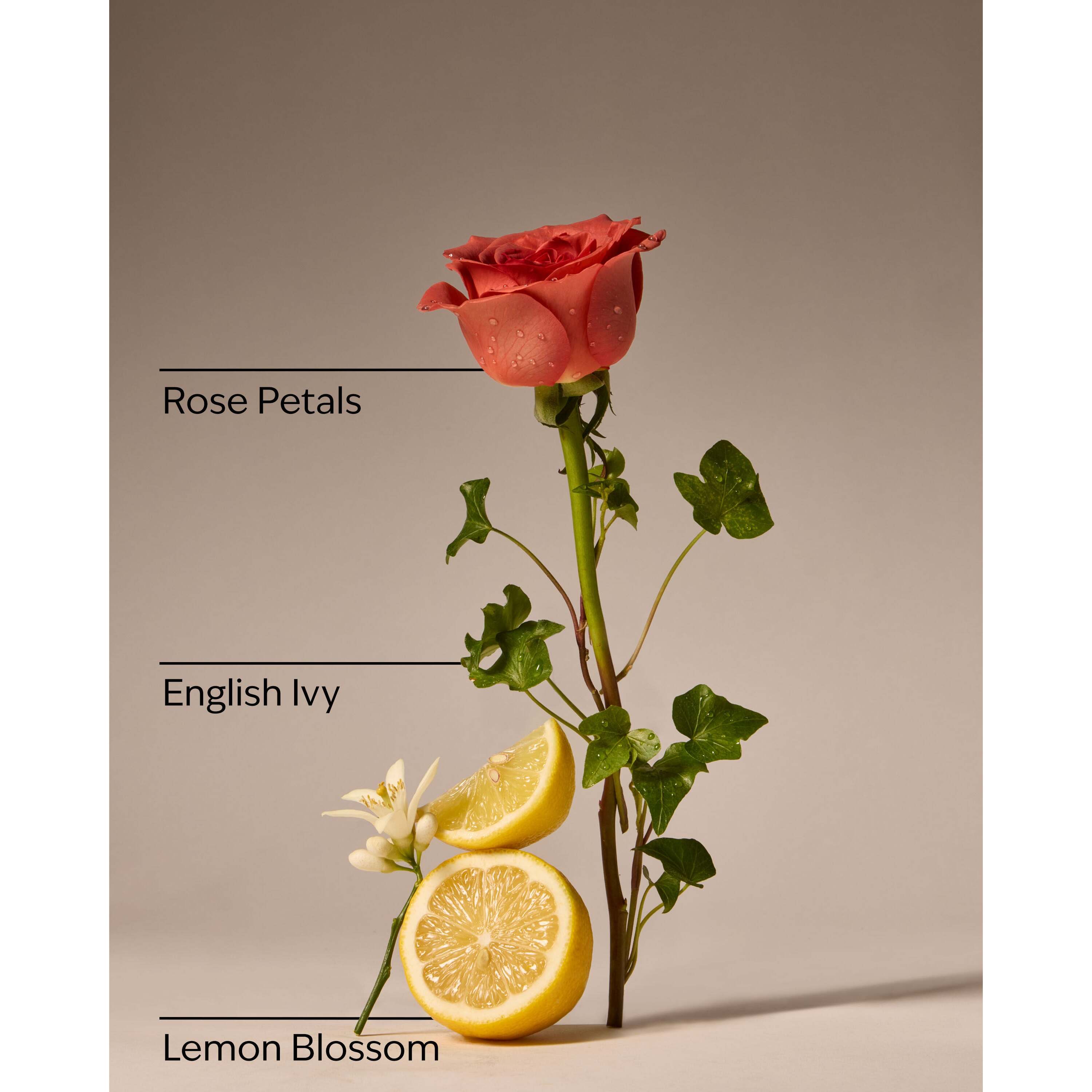 Rose Water & Ivy Wallflowers Refills 2-Pack - Image 3