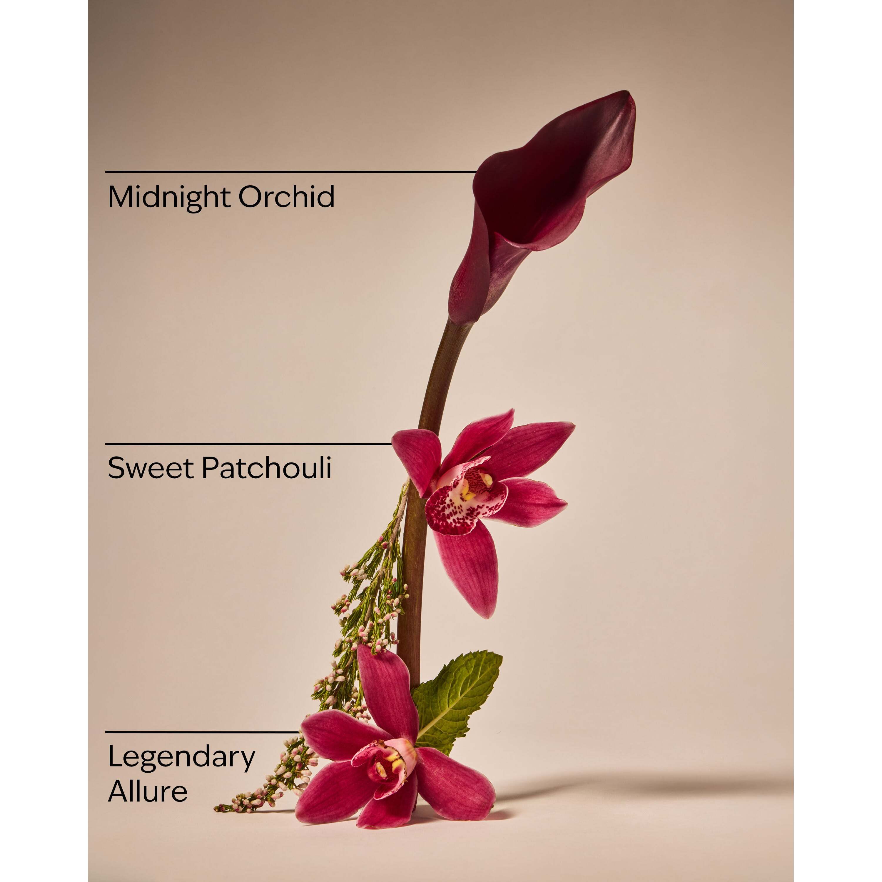 Lowkey Legend Wallflowers Fragrance Refill - Image 3